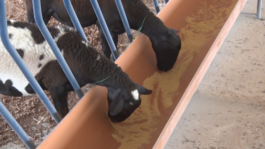 Destacan el gran potencial de crecimiento del proyecto ovino de la Cooperativa Fernheim Destacan el gran potencial de crecimiento del proyecto ovino de la Cooperativa Fernheim