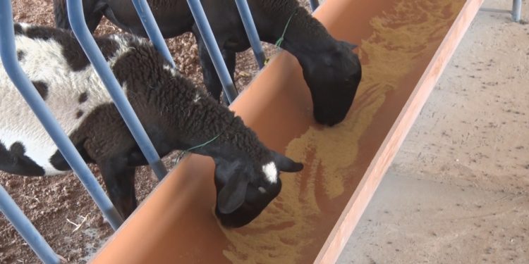 Destacan el gran potencial de crecimiento del proyecto ovino de la Cooperativa Fernheim Destacan el gran potencial de crecimiento del proyecto ovino de la Cooperativa Fernheim