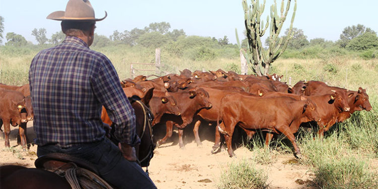 Paraguay registra nuevamente nuevo récord en exportación de carne bovina