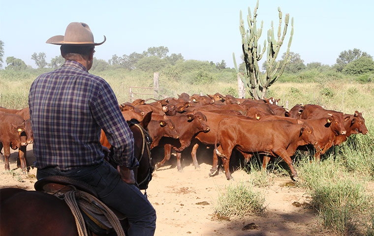 Paraguay registra nuevamente nuevo récord en exportación de carne bovina