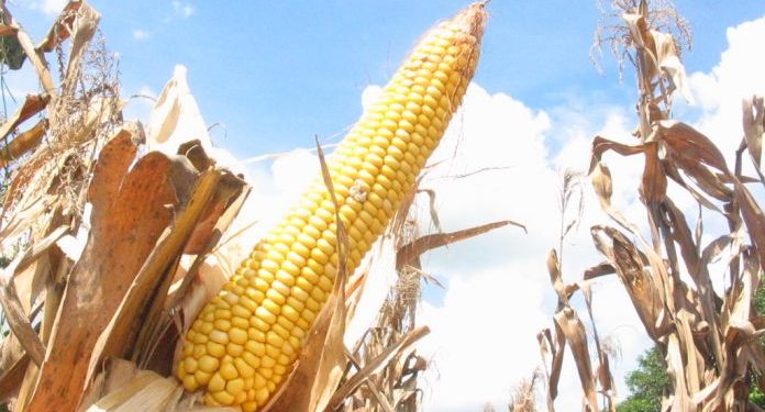 Buenas campañas agrícolas consolidan una mejorada expectativa económica para el país