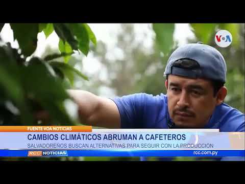 CAMBIOS CLIMÁTICOS ABRUMAN A CAFETEROS