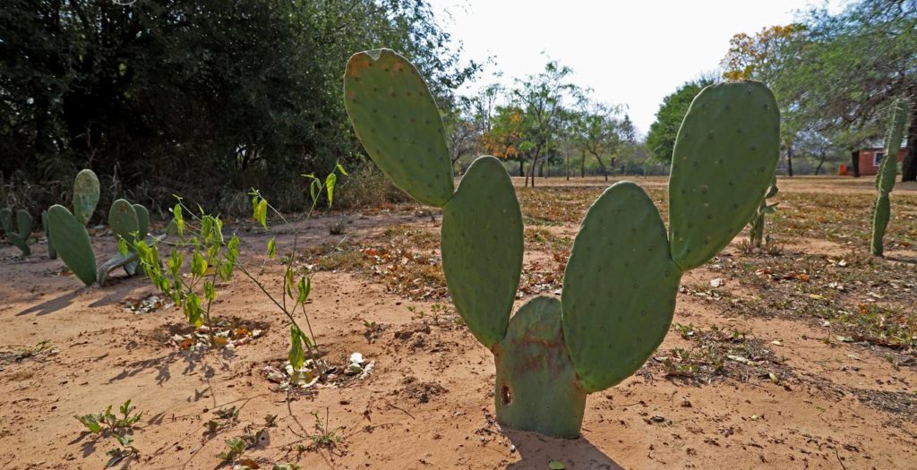 Mediante proyecto buscan exportar Nopal del Chaco paraguayo a México