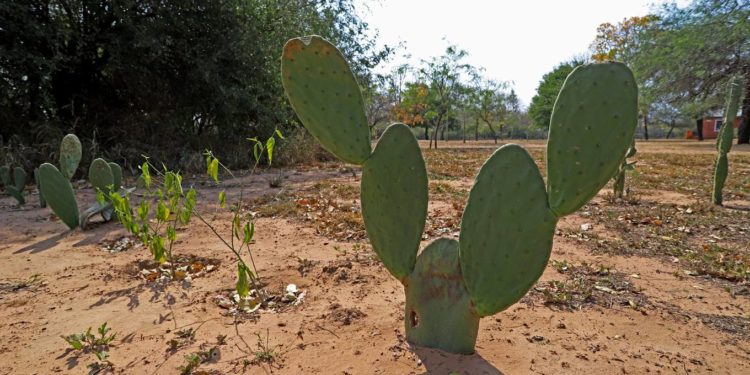 Mediante proyecto buscan exportar Nopal del Chaco paraguayo a México Mediante proyecto buscan exportar Nopal del Chaco paraguayo a México