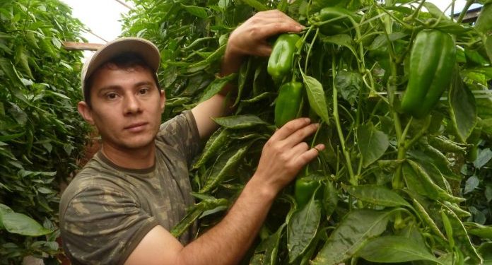 El Crédito Agrícola otorgó préstamos a 14.000 jóvenes emprendedores durante el 2021