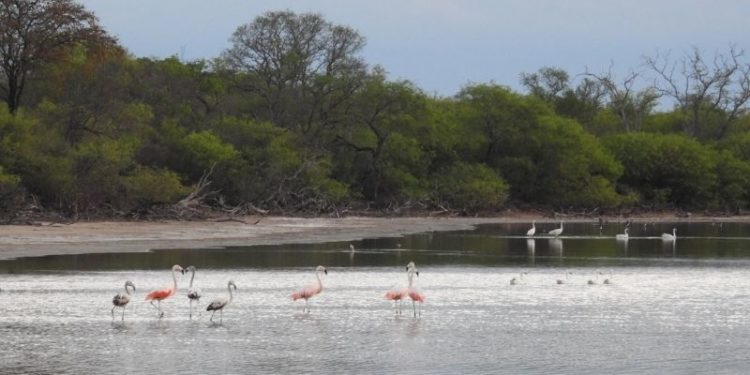 Calor extremo y posibles chaparrones durante este jueves