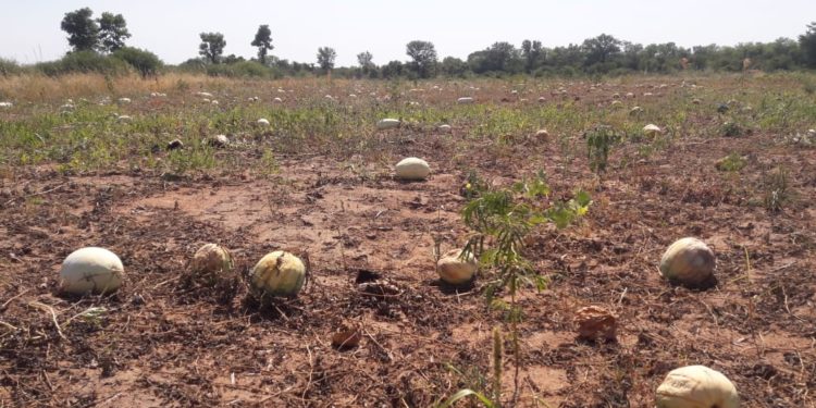 Comunidades indígenas afrontan pérdidas de producción a causa de sequía