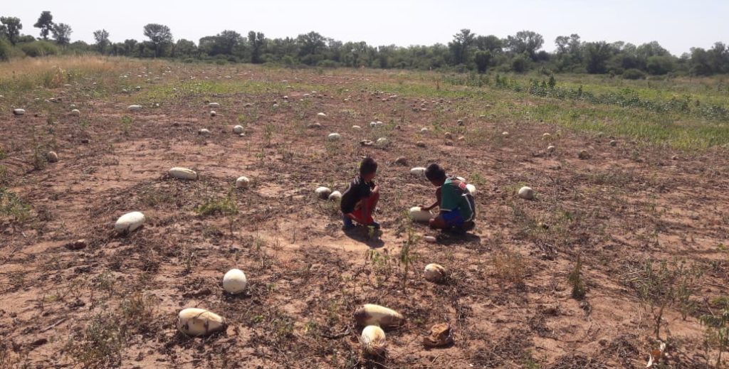 Desean declarar emergencia departamental en Boquerón ante situación de sequía Desean declarar emergencia departamental en Boquerón ante situación de sequía