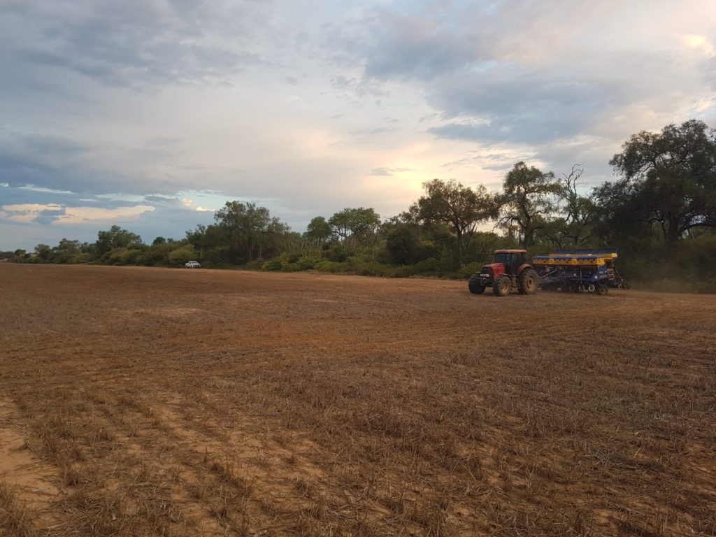 Prosiguen los primeros cultivos de la Red de Evaluación de Ensayos IDEAGRO Prosiguen los primeros cultivos de la Red de Evaluación de Ensayos IDEAGRO