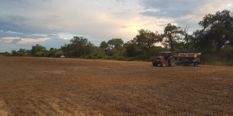 Prosiguen los primeros cultivos de la Red de Evaluación de Ensayos IDEAGRO Prosiguen los primeros cultivos de la Red de Evaluación de Ensayos IDEAGRO