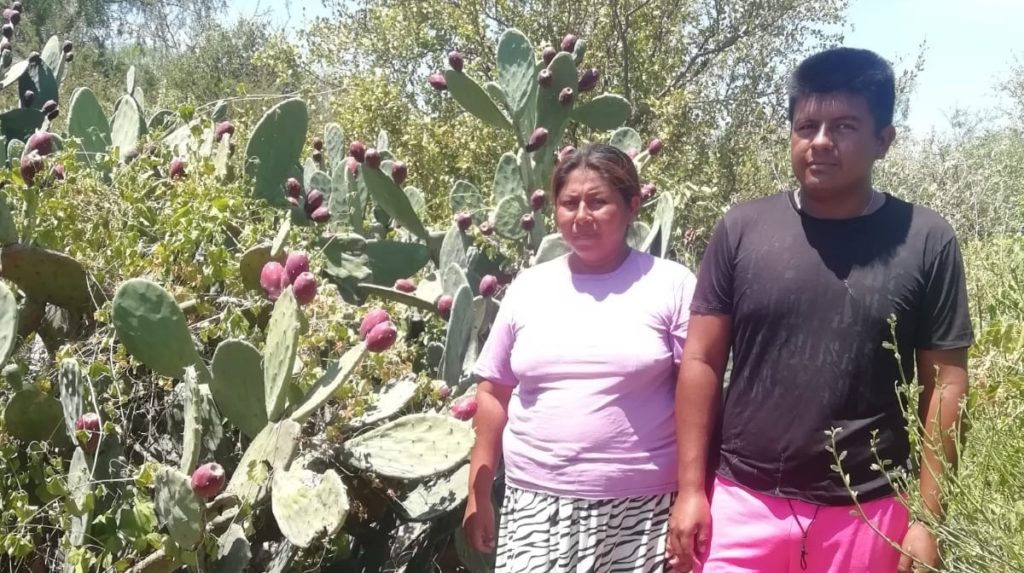 Arranca oficialmente proyecto de cultivo de Nopal en comunidad indígena