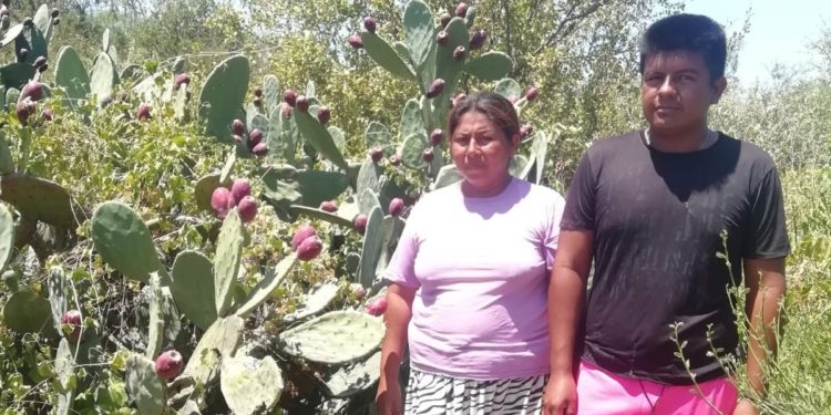 Arranca oficialmente proyecto de cultivo de Nopal en comunidad indígena