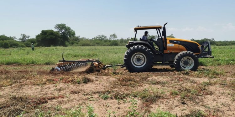 Tras las primeras lluvias reactivan producción en comunidades indígenas del Chaco Tras las primeras lluvias reactivan producción en comunidades indígenas del Chaco