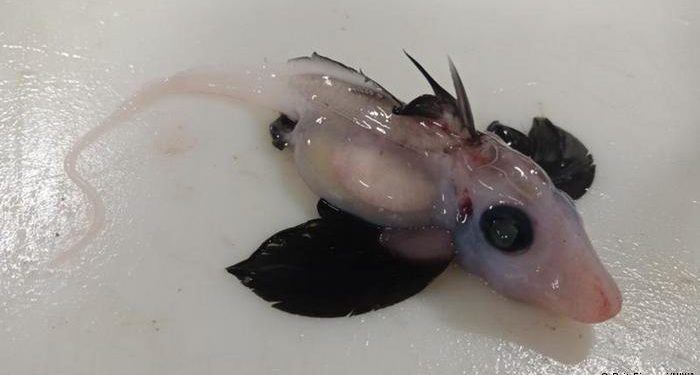 El hallazgo de una rara cría de tiburón fantasma que asombra a los científicos