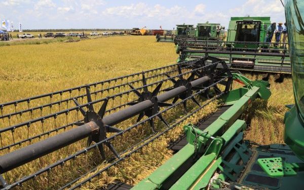 MAG introducirá mayor cantidad de genética al sector arrocero nacional