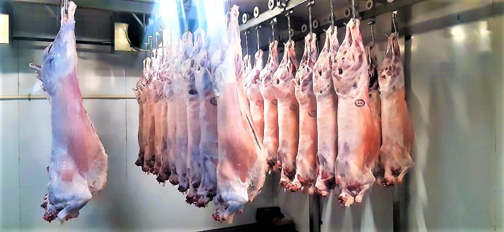 Proyecto ovino Fernheim sigue creciendo y ampliando su mercado Proyecto ovino Fernheim sigue creciendo y ampliando su mercado