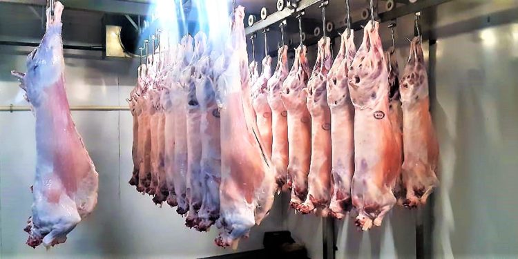 Proyecto ovino Fernheim sigue creciendo y ampliando su mercado Proyecto ovino Fernheim sigue creciendo y ampliando su mercado