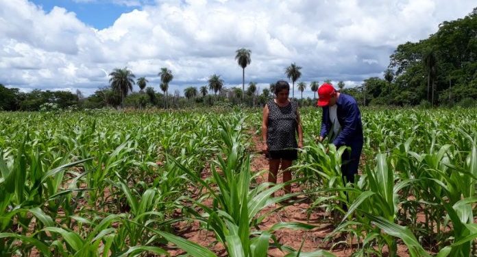Lluvias permiten iniciar la resiembra de ciertos rubros en algunas zonas del país