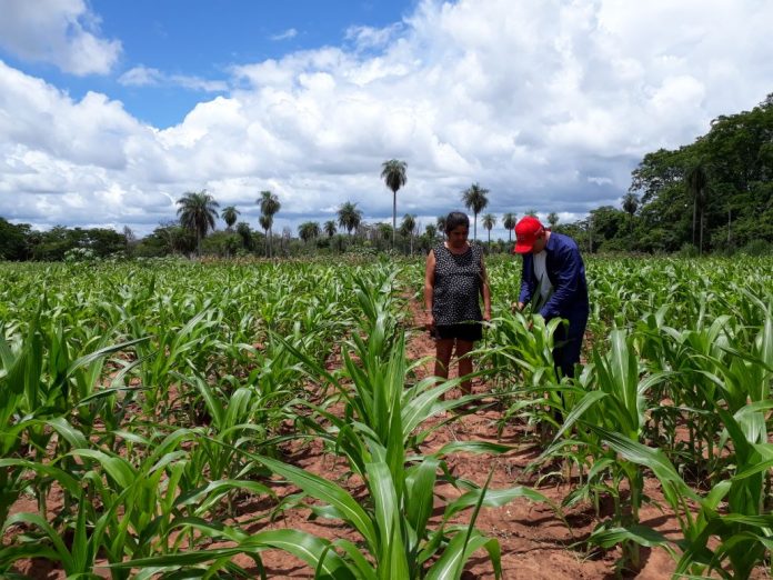Lluvias permiten iniciar la resiembra de ciertos rubros en algunas zonas del país