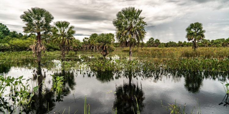 Herramienta que monitorea el Gran Chaco Americano será presentada en Paraguay Herramienta que monitorea el Gran Chaco Americano será presentada en Paraguay