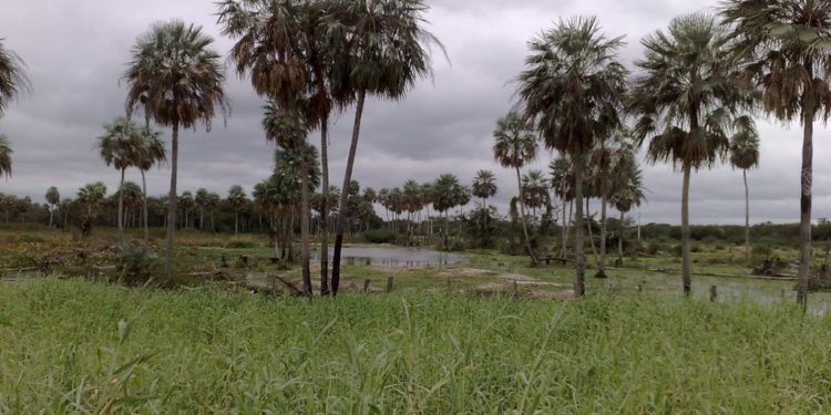 Lluvia de bonanza: Importantes precipitaciones en el Chaco
