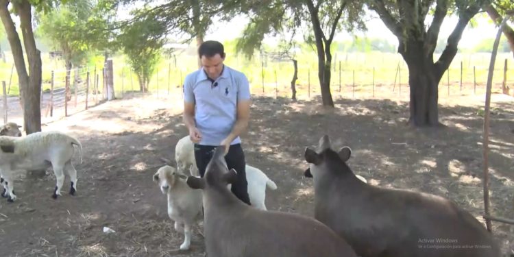Más de 1.000 animales en ecoturismo Lluvia de Oro, un atractivo en el Chaco Central Más de 1.000 animales en ecoturismo Lluvia de Oro, un atractivo en el Chaco Central