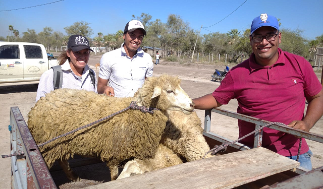 Cerca de 900 criadores ovinos serán capacitados para masificar la producción en el país Cerca de 900 criadores ovinos serán capacitados para masificar la producción en el país