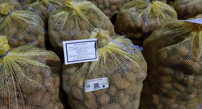 Senave certificó por primera vez un lote de papa semilla de producción nacional Senave certificó por primera vez un lote de papa semilla de producción nacional