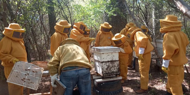 El Chaco produce miel de alta calidad