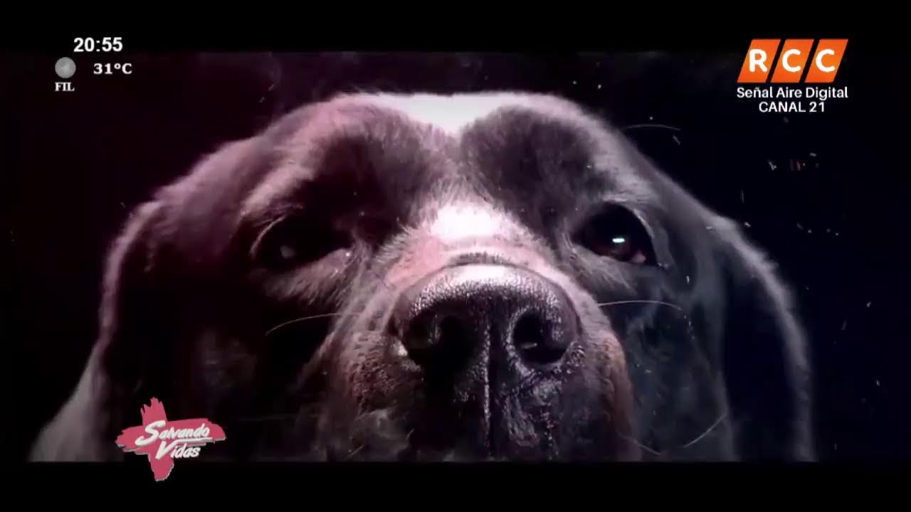 Salvando Vidas – Dr. Julio Fernández