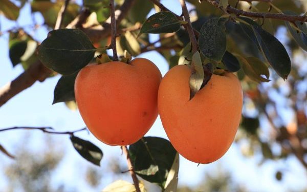 Paraguay se prepara para exportación de caqui a Europa