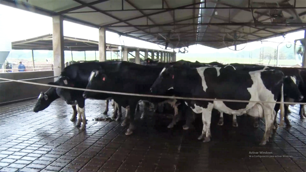El uso de la tecnología para lograr potenciar la producción de leche en el Chaco El uso de la tecnología para lograr potenciar la producción de leche en el Chaco