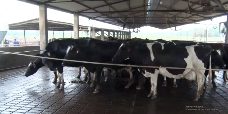 El uso de la tecnología para lograr potenciar la producción de leche en el Chaco El uso de la tecnología para lograr potenciar la producción de leche en el Chaco
