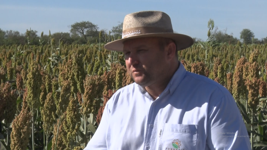 Fundación IDEAGRO presentó materiales de cultivo de sorgo mediante Red de Ensayos de Evaluación