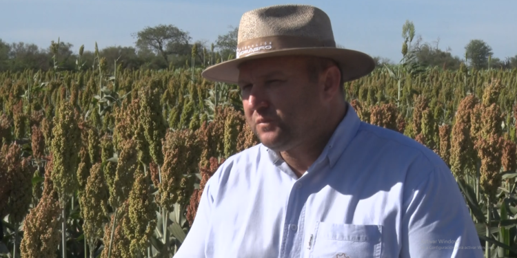 Fundación IDEAGRO presentó materiales de cultivo de sorgo mediante Red de Ensayos de Evaluación