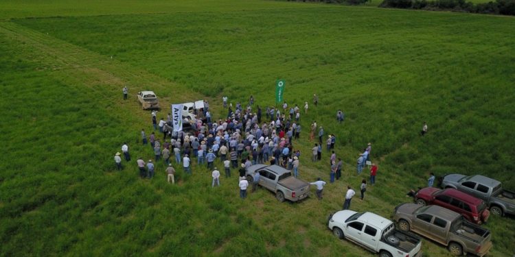 Invitan a la segunda edición de jornada de pasturas para zonas semiáridas