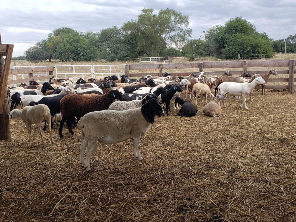 Desean expandir la producción de carne de cordero en el Chaco Central Desean expandir la producción de carne de cordero en el Chaco Central