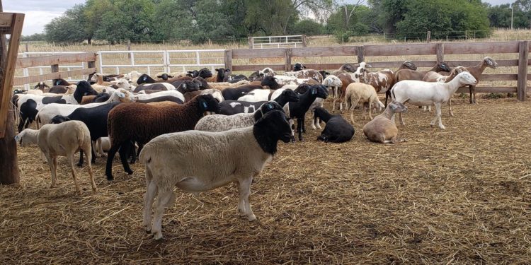 Desean expandir la producción de carne de cordero en el Chaco Central Desean expandir la producción de carne de cordero en el Chaco Central