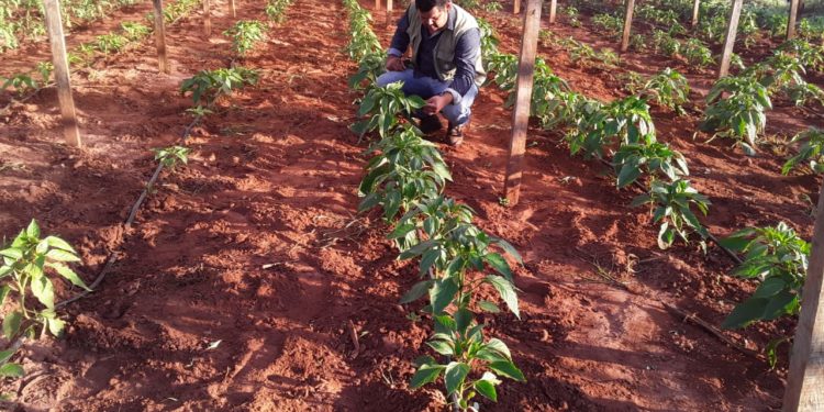 ​Buenas proyecciones productivas en Amambay