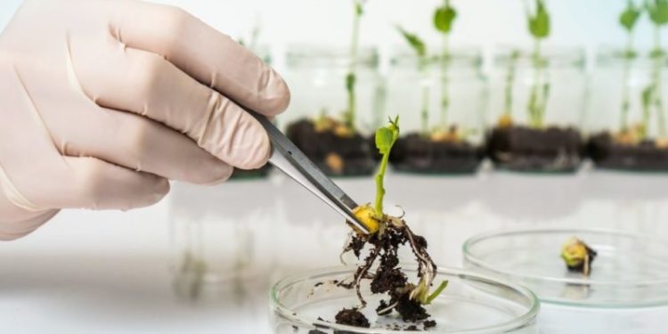 Argentina y Paraguay acuerdan desarrollar biotecnología y buenas prácticas agroganaderas Argentina y Paraguay acuerdan desarrollar biotecnología y buenas prácticas agroganaderas