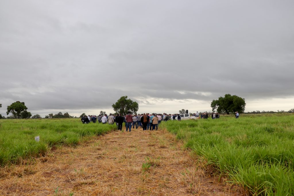 Resaltan experiencias positivas sobre introducción de especies forrajeras nuevas en el Chaco