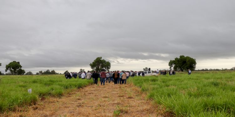 Resaltan experiencias positivas sobre introducción de especies forrajeras nuevas en el Chaco Resaltan experiencias positivas sobre introducción de especies forrajeras nuevas en el Chaco