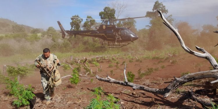 Brasil resalta alianza con Paraguay para destruir toneladas de drogas en los últimos dos años