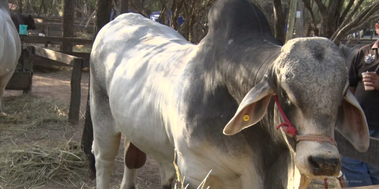 Gran remate de reproductores en la Expo Neuland Gran remate de reproductores en la Expo Neuland