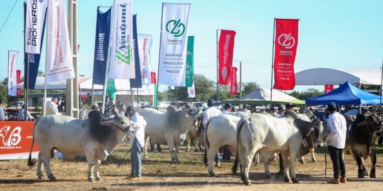 Segundo día de juzgamiento de ganados en la Expo Pioneros 2022 Segundo día de juzgamiento de ganados en la Expo Pioneros 2022
