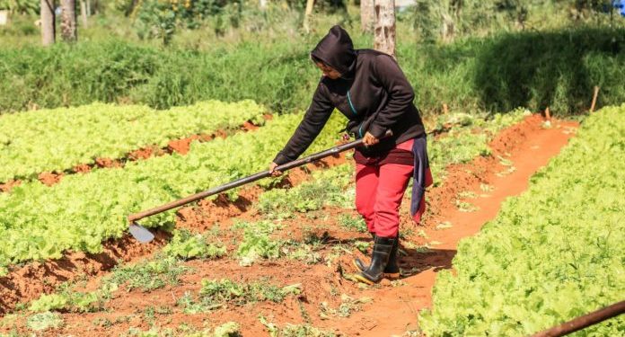 Paraguay cuenta con 12.700 productores con certificación orgánica, según informe Paraguay cuenta con 12.700 productores con certificación orgánica, según informe