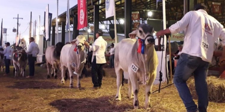 RCC: Aliado estratégico de la nueva edición Expo Pioneros 2022