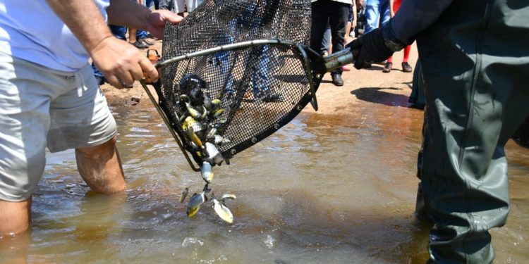 ITAIPU se suma al Día Mundial de la Migración de Peces con acciones de repoblamiento y concienciación