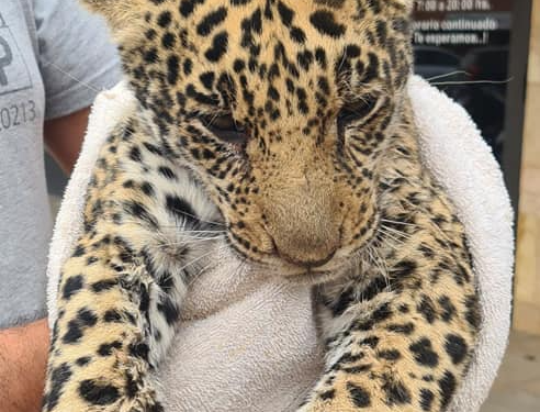 Yaguareté que había sufrido lesiones tras atropello, ya fue asistido en el Chaco