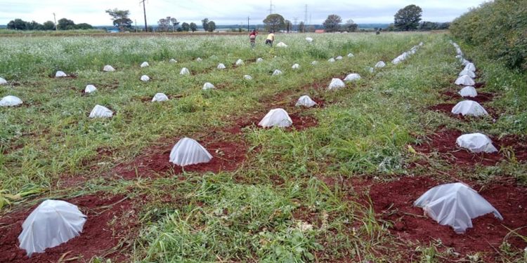 Productores invitan a niños y niñas a cosechar frutillas en Areguá Productores invitan a niños y niñas a cosechar frutillas en Areguá
